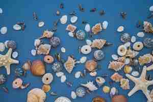 Free photo variety of marine shells on blue surface