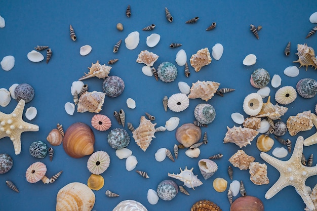 Variety of marine shells on blue surface