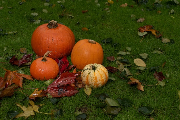 Разнообразие красочных тыкв среди осенних листьев на траве. оформление концепции helloween.