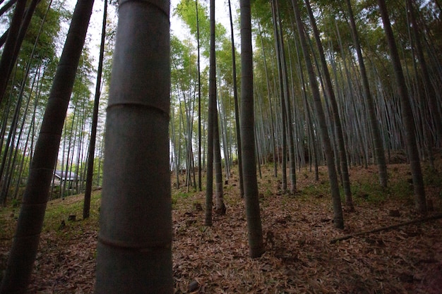 森の中で一緒に育つさまざまな木