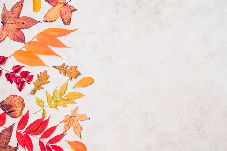 Free Photo various autumn leaves copy space