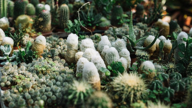 温室で育つ様々なサボテンの植物