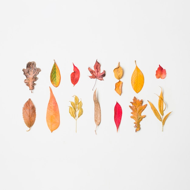 Various colorful autumn leaves