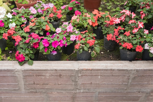 Various colorful flowers growing in greenhouse