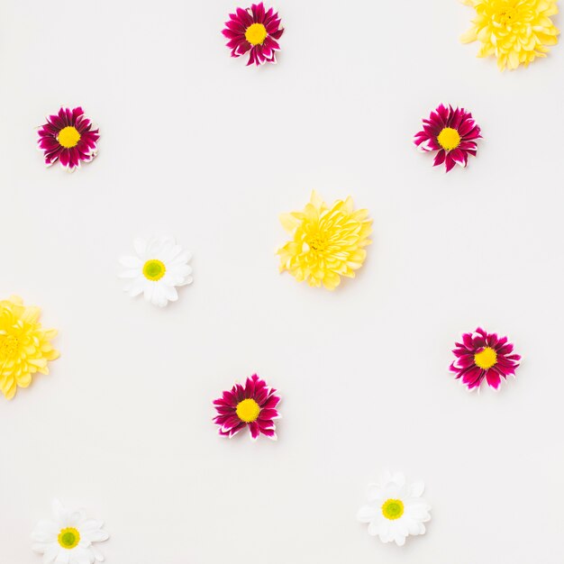 Various flowers on white