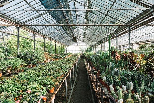 Various plants growing in greenhouse