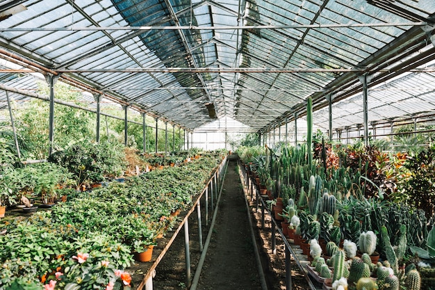 Various plants growing in greenhouse