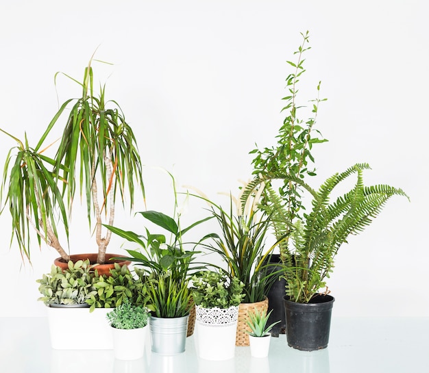 Various potted plants arranged on reflective desk