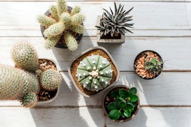 Various small cacti