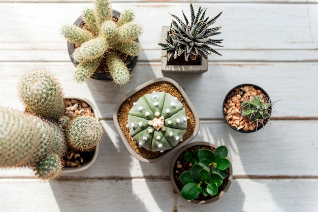 Free photo various small cacti