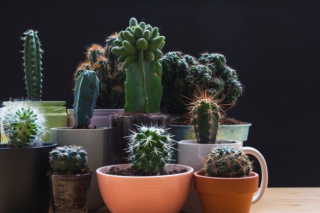 Various type of mini green succulent house plants pots against black background