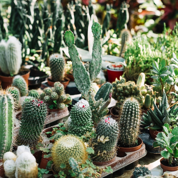 様々な種類の新鮮なサボテンの植物