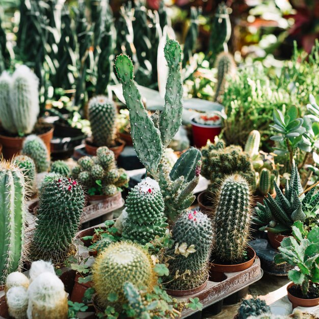 Various types of fresh cactus plants