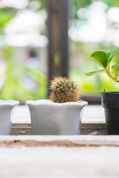 Free photo vase cactus decoration with empty room