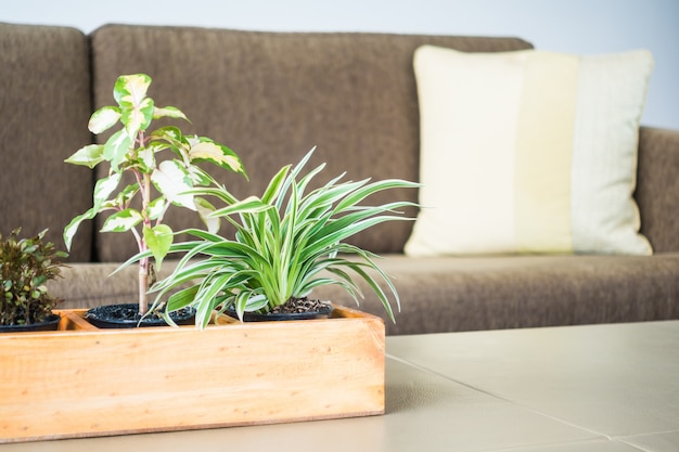 Vase plant decoration in room