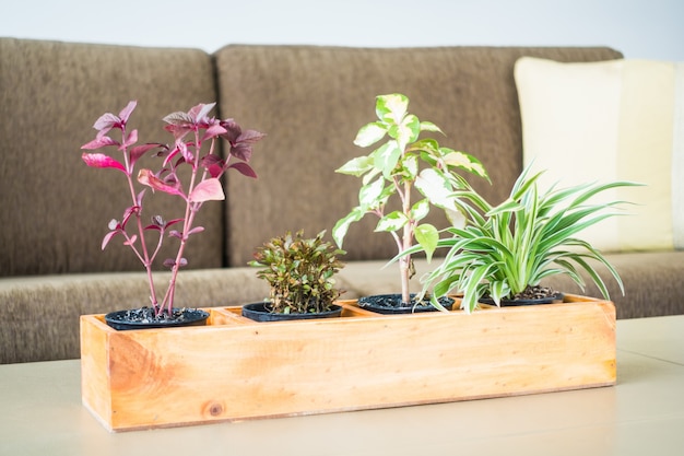 Vase plant decoration in room