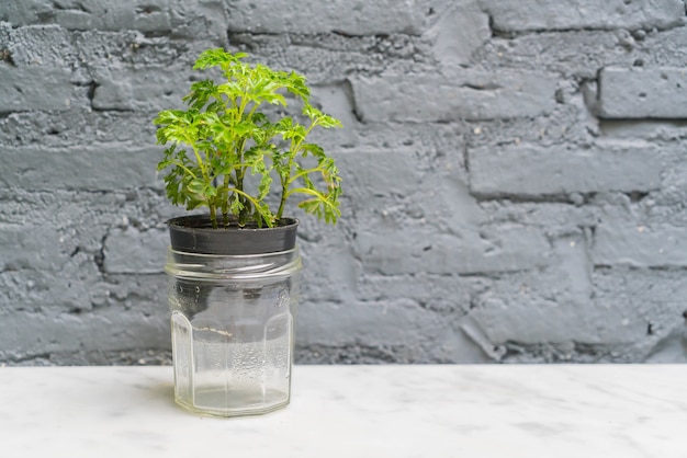 Free photo vase plant decoration with empty room