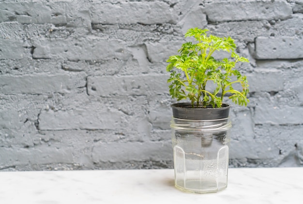 Foto gratuita vaso decorazione delle piante con spazio vuoto