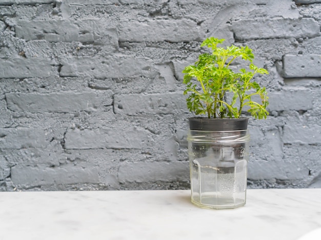 Vase plant decoration with empty room