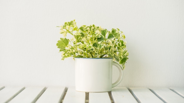 花瓶の植物