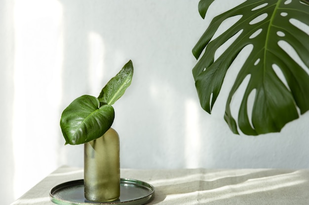 Vase with natural leaves and monstera leaf in the interior of the room.