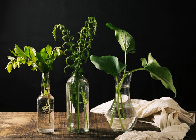 Vases with green plants