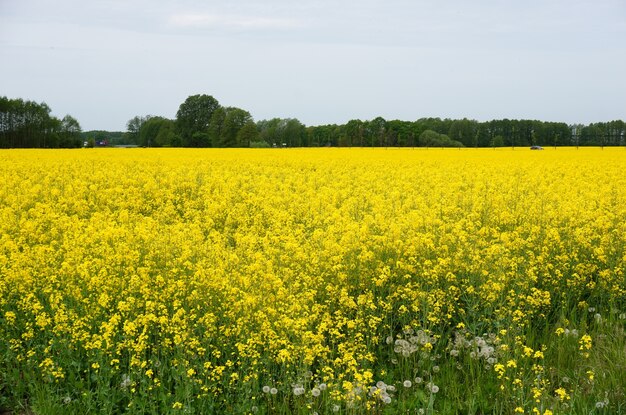 黄色い野の花でいっぱいの広大な畑
