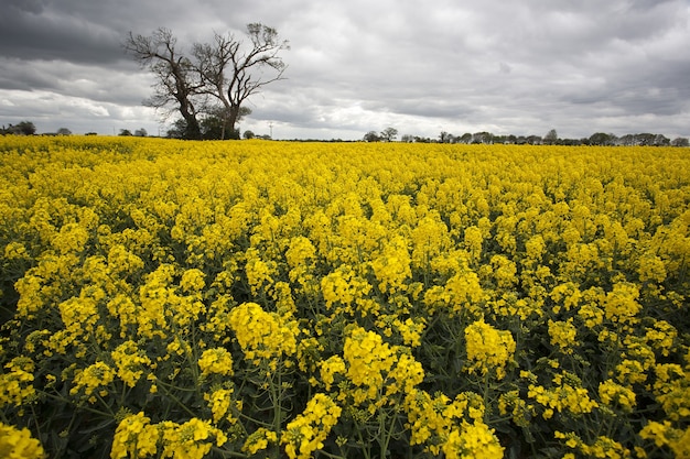 vast field with yellow rapeseed and a single tree in norfolk, uk