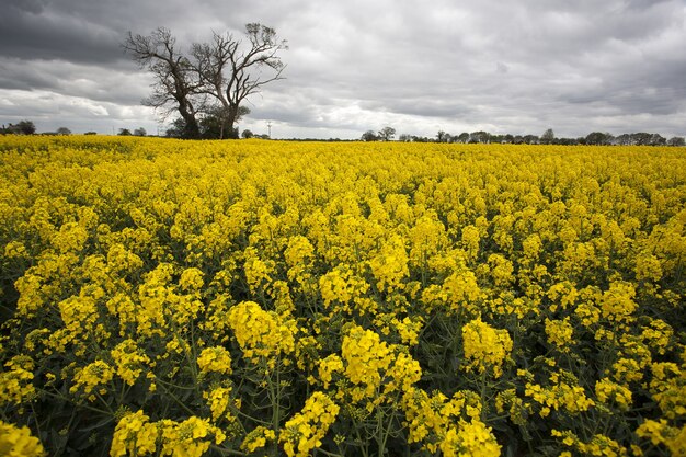 Vast field with yellow rapeseed and a single tree in Norfolk, UK