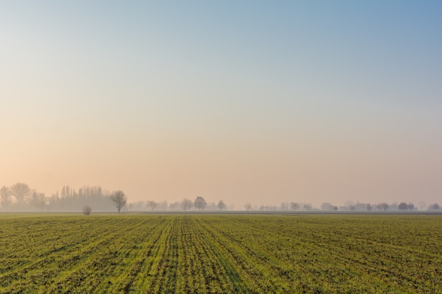 Vast green field with tree silhouettes during daytime