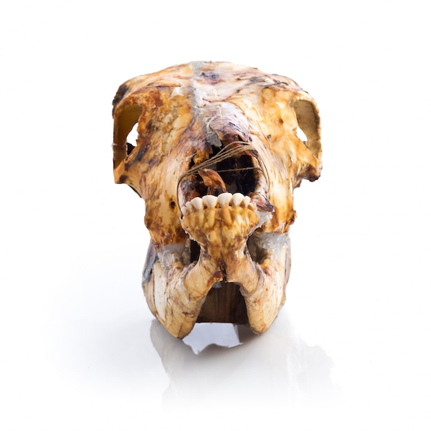 Free photo veal skull