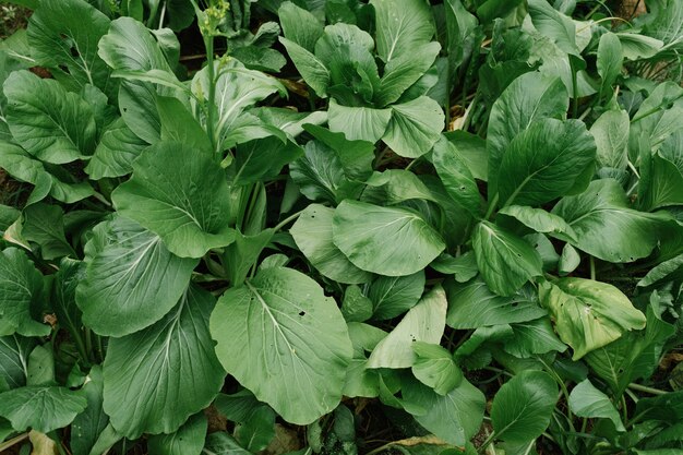 農場の野菜