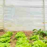 Free photo vegetable garden