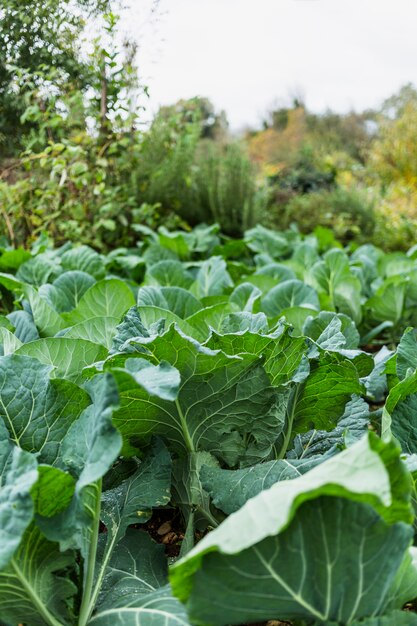 Vegetable garden