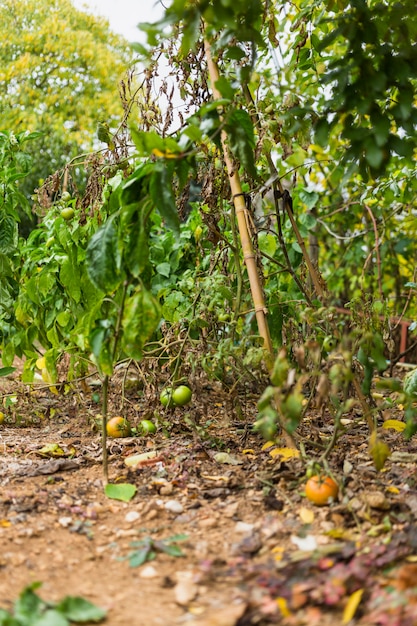 Vegetable kitchen