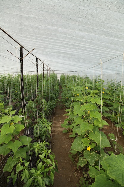 Free photo vegetable plantation in a greenhouse