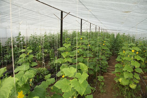 Vegetable plantation in a greenhouse