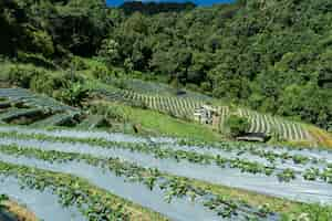 Free photo vegetable plantations in the middle of the forest