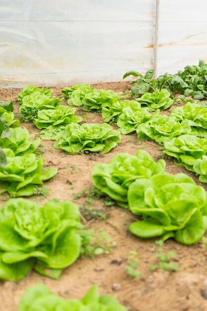 Vegetables garden