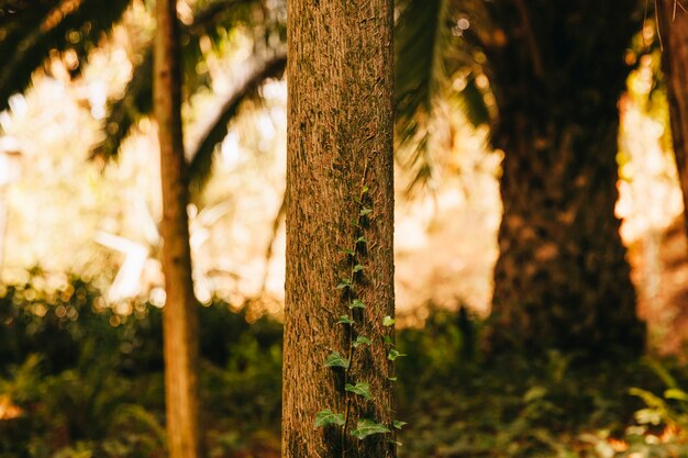 Vegetated trees in forest