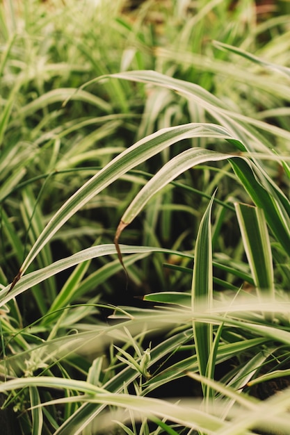 Vegetation in greenhouse