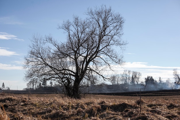 Foto gratuita vegetazione piante naturali nel parco