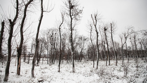 Foto gratuita vegetazione piante naturali nel parco