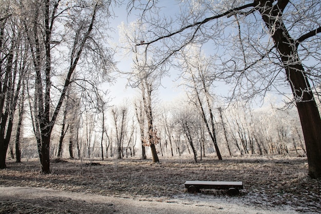 Foto gratuita vegetazione piante naturali nel parco