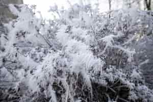 Free photo vegetation natural plants in the park