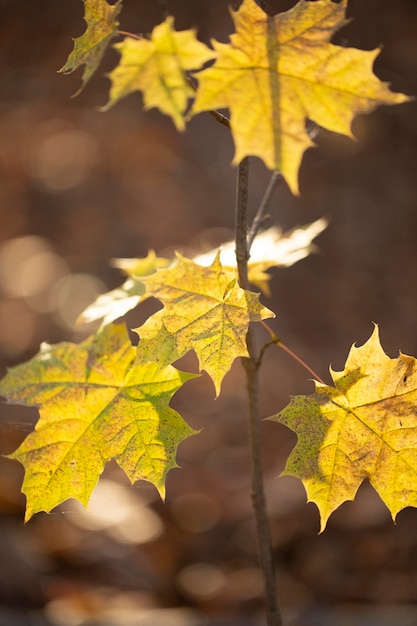 Vegetazione piante naturali nel parco