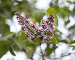 Foto gratuita vegetazione piante naturali nel parco