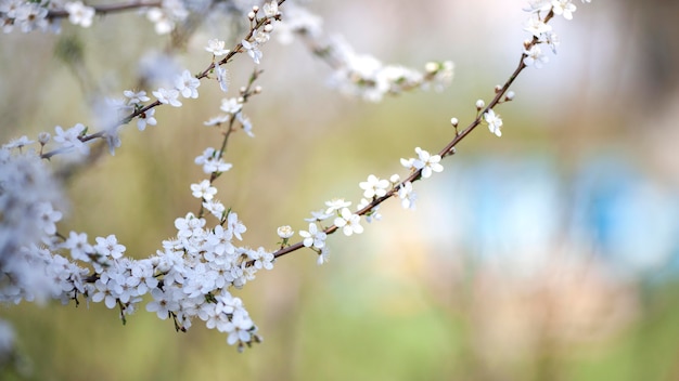 Foto gratuita vegetazione piante naturali nel parco