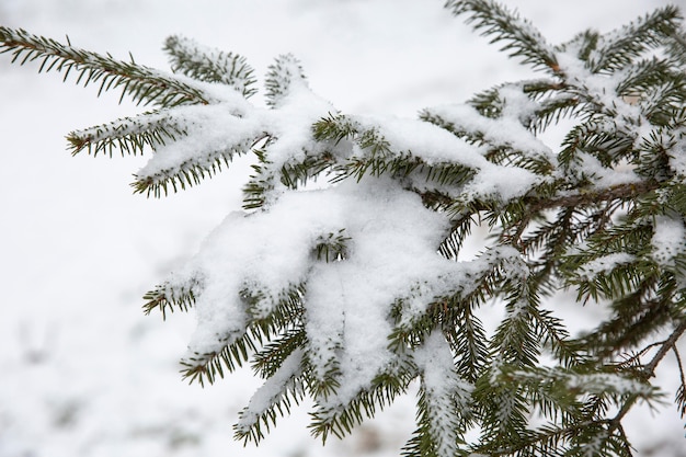 Foto gratuita vegetazione piante naturali nel parco