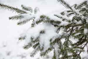 Free photo vegetation natural plants in the park